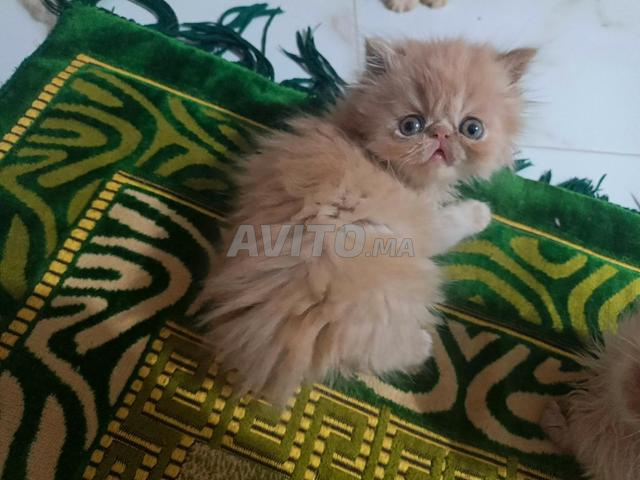 قط فارسي جميل - 2