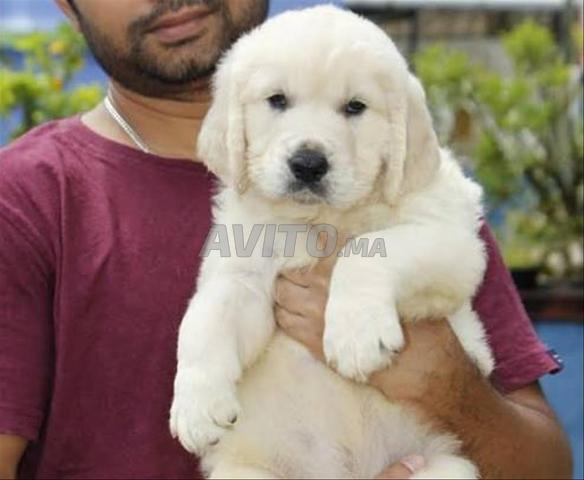 Chiot Golden Retriever - 2