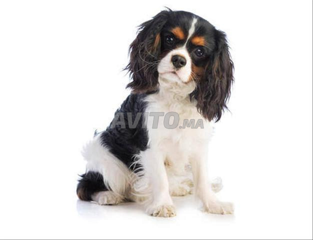 Chiot Cavalier King Charles - 2
