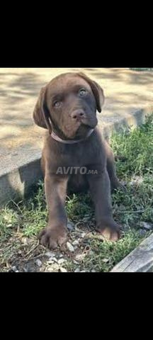 Chiots Labrador sable et chocolat - 2