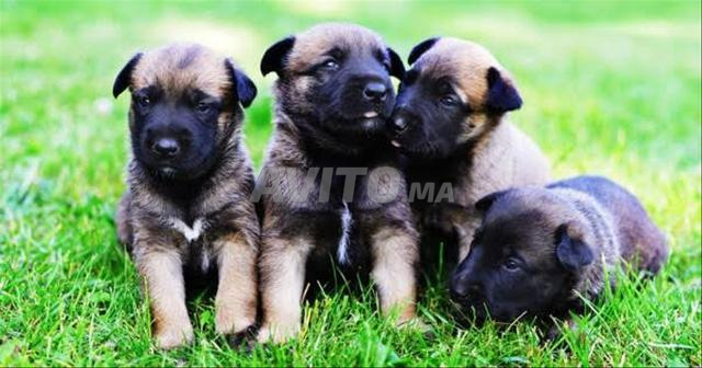 Chiot Malinois - 2