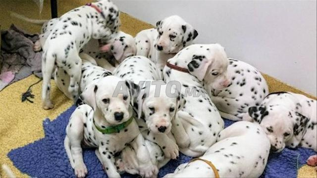 Chiots Dalmatiens - 2