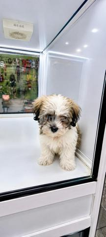 Bichon Havanais - 2