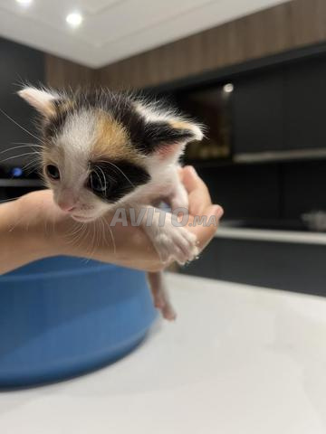 3 chatons avec leur maman à DONNER GRATUITEMENT - 2