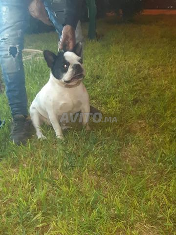 Bulldog français pure race - 2