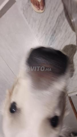 Chien TROOP MIGNOON Bonne qualité, je vous jure - 2