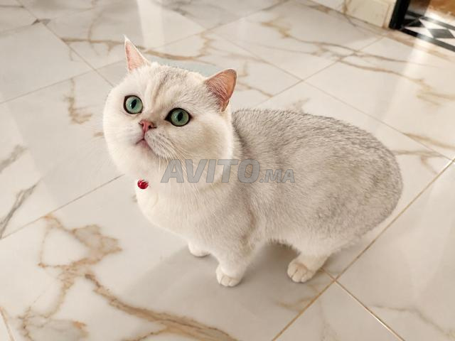 Chat British Silver - 2