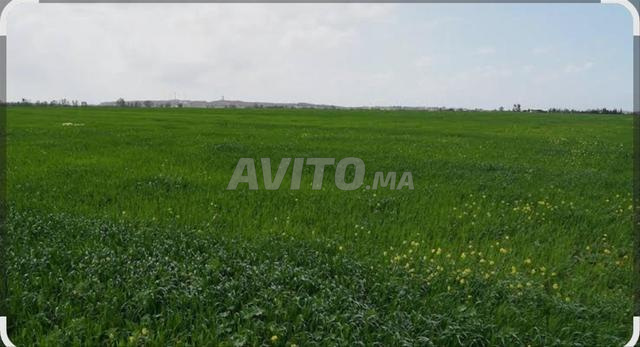 جماعة الشراط بوزنيقة - 2
