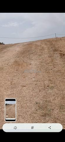أرض فلاحية للبيع - 2