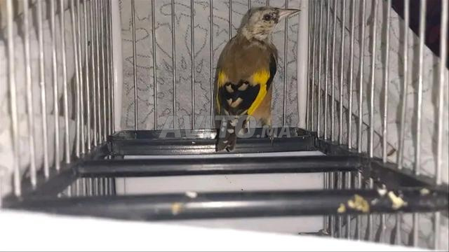 جوز من طيور الببغاء مع قفص، مالاغا - 2