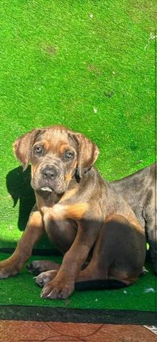 CANE CORSO - 2