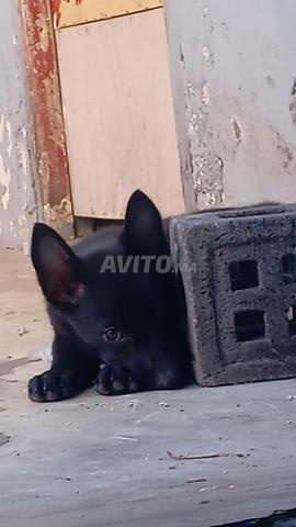 Chiots Malinois Charboni Mâle - 2