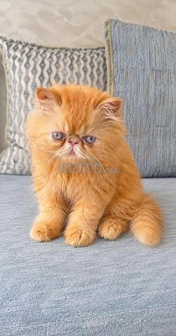 Beau chat persan mâle 🐾 - 2