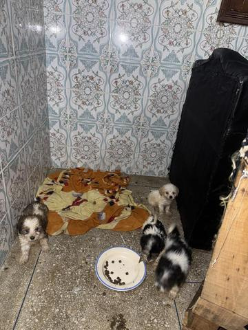 chiots caniche