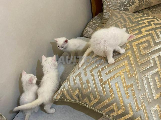 قط أنجورا تركي أبيض - 2