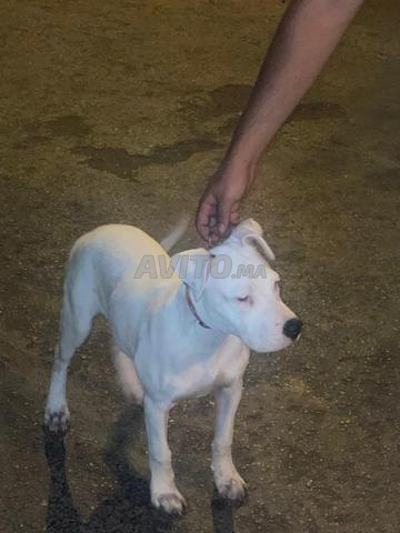 Femelle Dogo Argentino 4 mois vaccinée - 2