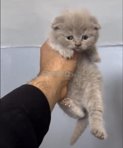Scottish Fold - 2