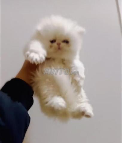 Persan Chinchilla - 2