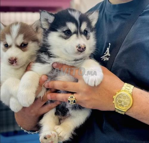 Husky Malamute - 2