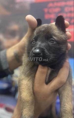 Chiots Malinois - 2