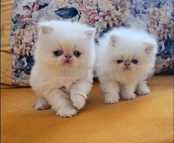 Persan chinchilla - 2