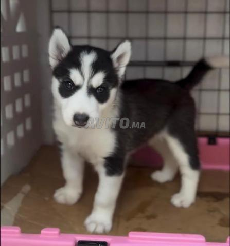 Husky Malamute - 2