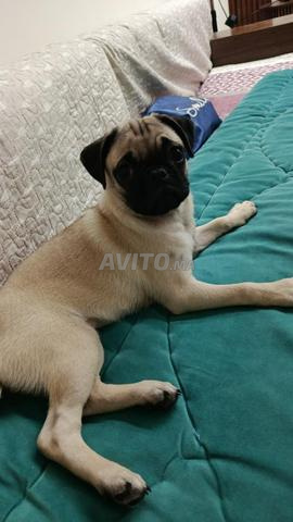 أنثى كلب بلدغ عمرها 4 أشهر مع جواز سفر