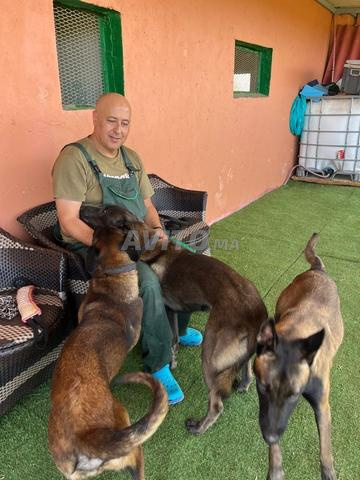 LE RYAD CANIN PENSION ÉDUCATION🐕 - 2
