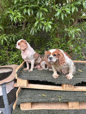 Cavalier King Charles - 2