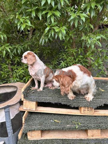 Cavalier King Charles - 2