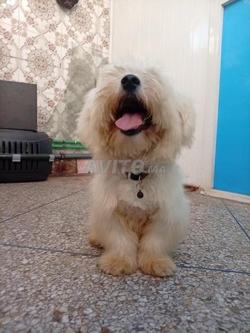 Bichon Maltais mâle de 6 mois - 2