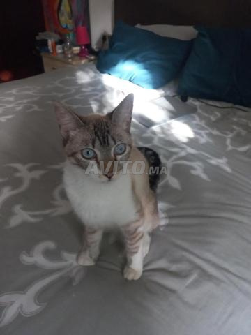 Donne petit chat siamois - 2