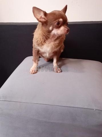 Couple chihuahuas - 2