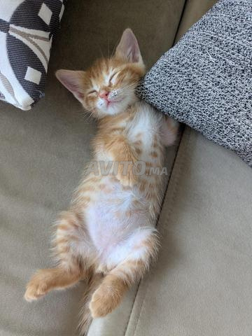Petit bout de chou pour adoption à Casablanca - 2