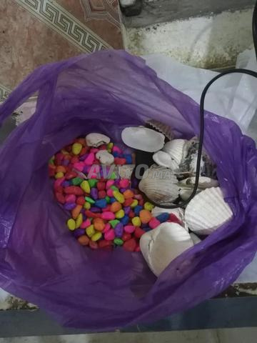 كواريون بالزينة ديالا والمطور - 2