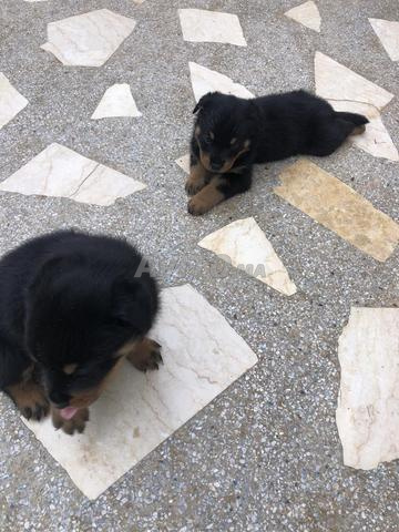 Chiots Rottweiler à vendre
