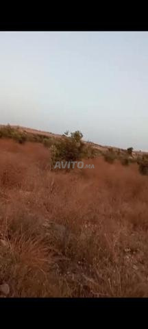 أرض محفظة ربع هكتار كلها مغروسة زيتون - 2