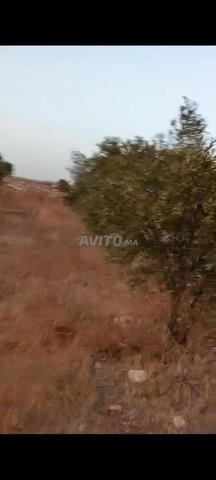 أرض محفظة ربع هكتار كلها مغروسة زيتون