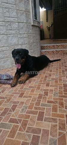 Mâle Rottweiler 12 mois - 2