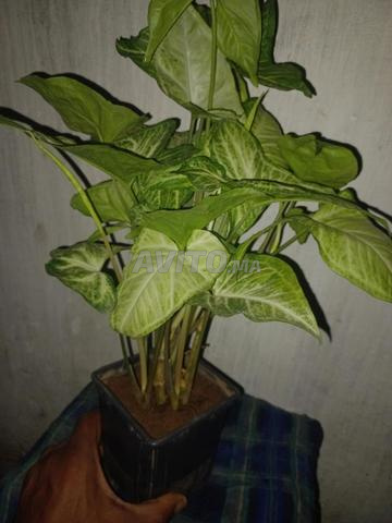 نبات السينجونيوم للزينة داخل المنزل وخارجه - 2