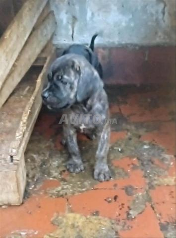 Magnifiques chiots Cane Corso de deux mois, grande taille - 2