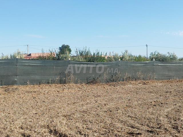 Terrain agricole Ain Ribaa - 2