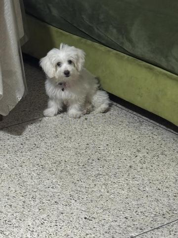 Bichon Maltais Toy Nain - 2