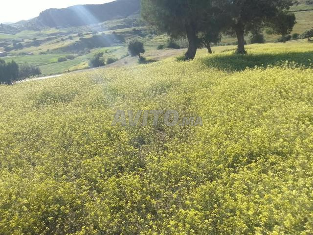 أرض للبيع لمن يهمه الأمر، سعر معقول - 2