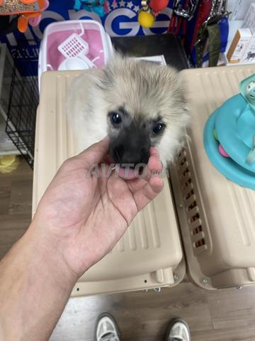 Spitz Pomeranian - 2