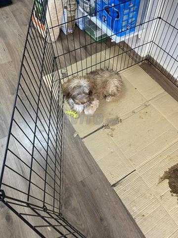 Bichon Havanais - 2