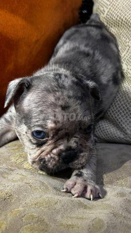 Bulldog exotique - 2