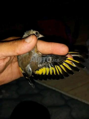 قرع مليح بقفصو - 2