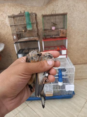 ٤ قوارع شهر ٧ وأنثى - 2