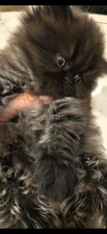 Chaton Persan Chocolat - 2